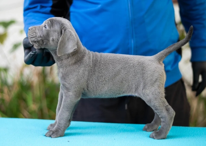 Blue cane corso yavrular